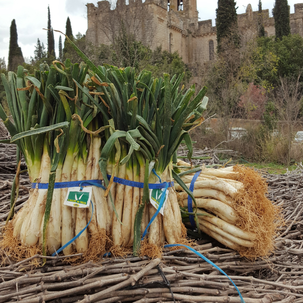 Manojos de calçots, cebollas largas típicas de Cataluña, colocados sobre una superficie de ramas, con un castillo de fondo.